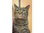 Adopt Abbey a Brown Tabby Domestic Shorthair (short coat) cat in Springfield