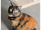 Adopt Pepurr a Tortoiseshell Calico (short coat) cat in Richmond, VA (41063194)