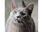 Adopt Biggie a Gray or Blue Domestic Shorthair (short coat) cat in Richmond
