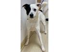 Adopt Maximus a Black - with White Mixed Breed (Medium) / Mixed dog in Loudon