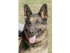 Adopt Prince a Black - with Tan, Yellow or Fawn German Shepherd Dog / Mixed dog