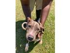 Adopt Marble a Mixed Breed (Medium) / Mixed dog in Sylvania, GA (41063168)
