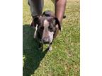 Adopt Ollie a Coonhound / Mixed dog in Sylvania, GA (41063166)