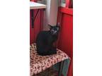 Adopt Fusilli a All Black Domestic Shorthair / Domestic Shorthair / Mixed cat in