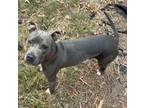 Adopt Ringo a Gray/Blue/Silver/Salt & Pepper Pit Bull Terrier / Mixed dog in