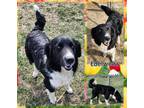 Adopt Edelweiss a Black Great Pyrenees / Border Collie / Mixed dog in Franklin