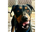 Adopt F24 OC 210 Maddox a Black Rottweiler / Mixed Breed (Medium) / Mixed (short