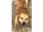 Adopt F24 FC 37 Shiner a Brown/Chocolate Hound (Unknown Type) / Black Mouth Cur