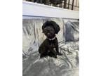 Adopt Dreis a Black Havanese / Terrier (Unknown Type, Small) / Mixed dog in