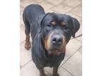 Adopt COOPER a Black - with Tan, Yellow or Fawn Rottweiler / Mixed dog in