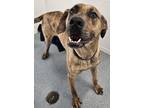 Adopt Ozzy a Plott Hound / Mixed dog in Portland, IN (40071264)