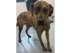 Adopt Ozzy a Catahoula Leopard Dog / Mixed dog in Portland, IN (40071264)