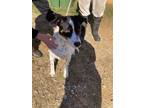 Adopt Speckles a Mixed Breed (Medium) / Mixed dog in Sylvania, GA (39896833)