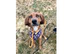 Adopt Ada a Red/Golden/Orange/Chestnut Redbone Coonhound / Mixed dog in Roslyn