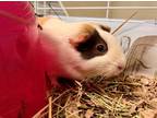 Adopt MARGARET a Tan or Beige Guinea Pig / Guinea Pig / Mixed small animal in