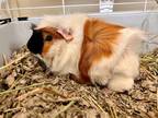 Adopt MERMAID MAN a Tan or Beige Guinea Pig / Mixed small animal in Frederick