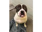 Adopt Cletus a Black American Pit Bull Terrier / Mixed dog in Moses Lake