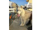 Adopt Phineas a White Husky / Mixed Breed (Medium) / Mixed (short coat) dog in