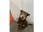 Adopt Prince a Brown/Chocolate Rottweiler / Mixed dog in Moses Lake