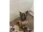 Adopt Kane a Red/Golden/Orange/Chestnut Belgian Malinois / Mixed Breed (Medium)