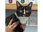 Adopt Bee a Black & White or Tuxedo Domestic Shorthair / Mixed cat in