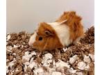 Adopt BARNACLE BOY a Yellow Guinea Pig / Mixed (short coat) small animal in