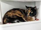 Adopt Charlotte a Cream or Ivory Domestic Shorthair / Mixed Breed (Medium) /