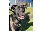 Adopt Diana a Black Mastiff / Great Dane / Mixed dog in BURIEN, WA (40573891)