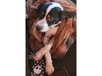 Adopt Snoopy a Tricolor (Tan/Brown & Black & White) Rat Terrier / Mixed dog in