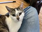Adopt Tiny a Tan or Fawn Tabby American Shorthair (short coat) cat in Eureka