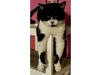 Adopt Mittens a Black & White or Tuxedo Domestic Shorthair (short coat) cat in