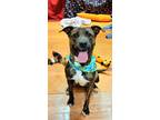 Adopt Tigger a Brindle - with White Hound (Unknown Type) / Mixed dog in