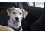 Adopt Duke a Tan/Yellow/Fawn Retriever (Unknown Type) / Mixed dog in Moncks