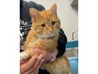 Adopt Pickles a Orange or Red Domestic Mediumhair / Domestic Shorthair / Mixed