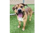 Adopt Malik - VIP a Brown/Chocolate American Pit Bull Terrier / Mixed dog in