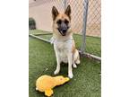 Adopt Princess - VIP a Tan/Yellow/Fawn German Shepherd Dog / Mixed dog in