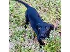 Adopt Juliet a Black Labrador Retriever / Labrador Retriever / Mixed dog in