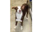 Adopt Frankie a Red/Golden/Orange/Chestnut Border Collie / Mixed dog in