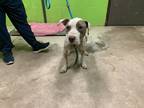 Adopt Prince a White Mixed Breed (Medium) / Mixed dog in Green Cove Springs