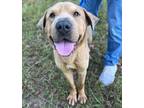 Adopt Norman a Tan/Yellow/Fawn Shar Pei / Mixed dog in Bryan, TX (40801041)