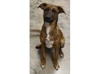 Adopt Cleo a Brindle Mixed Breed (Medium) / Mixed dog in LAMPASAS, TX (41061696)