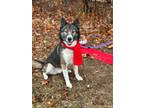 Adopt Rocky a Husky / Mixed Breed (Medium) / Mixed dog in Carthage