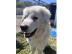 Adopt Mufasa a White Great Pyrenees / Mixed dog in Balch Springs, TX (41061689)