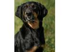 Adopt Jayne a Black - with Brown, Red, Golden, Orange or Chestnut Black and Tan
