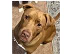 Adopt Princess2 (Brown) a Pit Bull Terrier / Mixed dog in Dallas, TX (40524913)