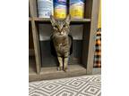 Adopt Zyndi a Brown Tabby Domestic Shorthair (short coat) cat in Miami