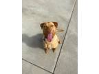 Adopt Aster a Tan/Yellow/Fawn Labrador Retriever / Mixed Breed (Medium) / Mixed