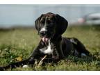 Adopt L.D. (Little Dude) a Black Great Dane / Labrador Retriever / Mixed dog in