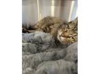 Adopt Marceline a Domestic Longhair / Mixed (long coat) cat in Oakdale