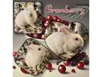 Adopt Cranberry a Albino or Red-Eyed White Harlequin / Mixed (short coat) rabbit
